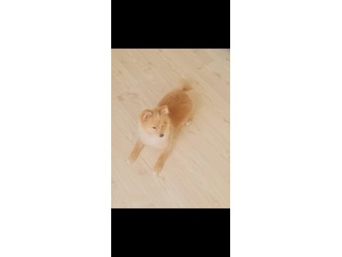 9-11 aylık tilki surat dişi pomeranian