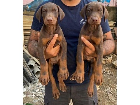 Dev gibi doberman yavrular