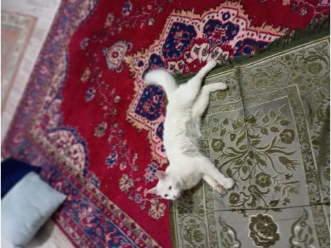 Kedimizi acil sahiplendirme