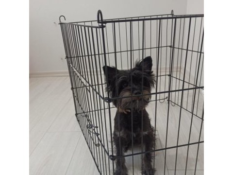 Samimi ve içten akıllı yorkshire terrier