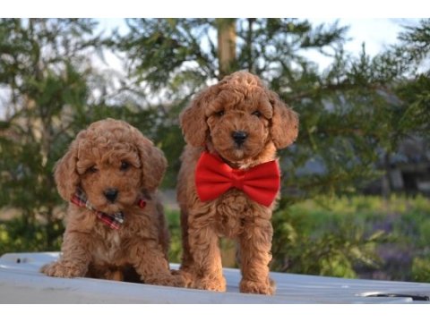 Toy poodle yavrular