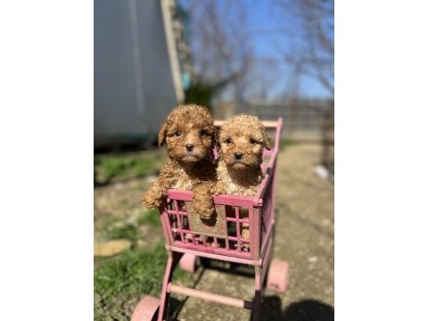 Toy poodle yavrularımız