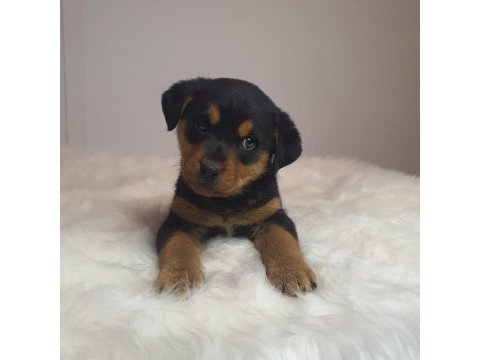 Rottweiler kızımız