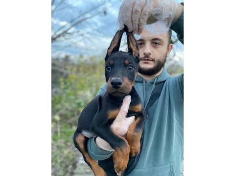 Üst kalite doberman yavrular