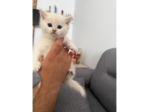 45 günlük british longhair yavrumuz