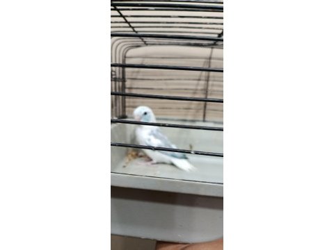 Pied erkek forpus cep papağanı
