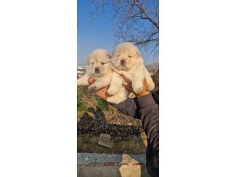 Siyah ve krem çin aslanı yavrularımız