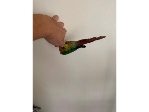1 yaşında full evcil oyun hamuru green cheek konur