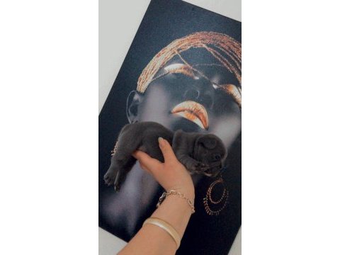 Rezerve yavru french bulldog
