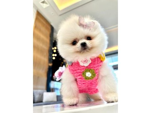 Pomeranian boo