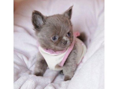 Mini elma kafa küt burun chihuahua bebekler