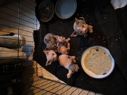 Safkan kanada sfenksi yavrularımız