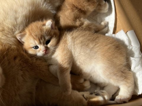 Golden ny12 erkek british shorthair