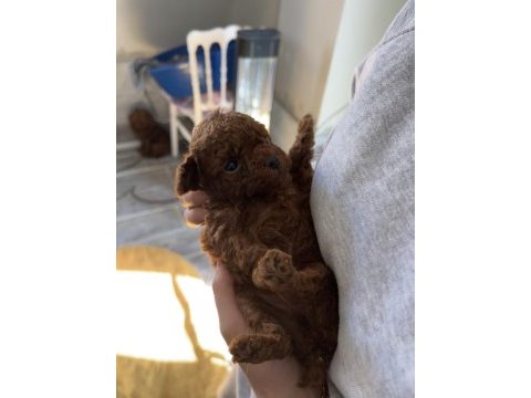 Red brown kore toy poodle bebek köpekleri