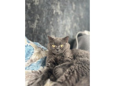 Sakin yapılı ve sevecen kedimiz şila için ömürlük yuva