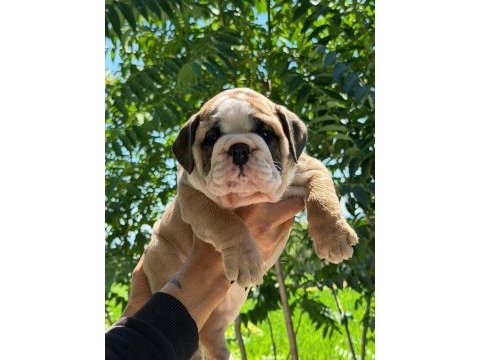 Üst düzey ingiliz bulldog yavrular