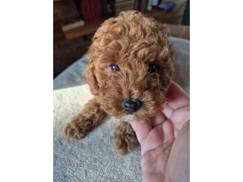 2 aylık safkan toy poodle bebeğimiz