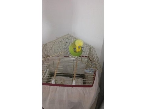 Konuşan muhabbet kuşu