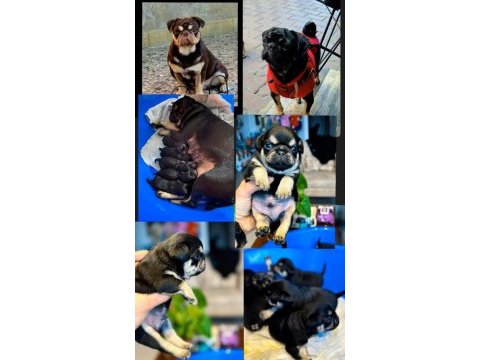 Egzotic pug