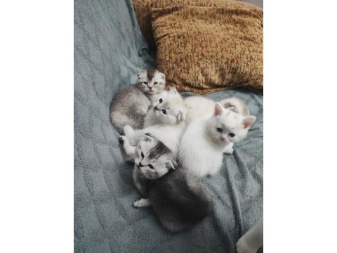 50 günlük scottish fold yavrular