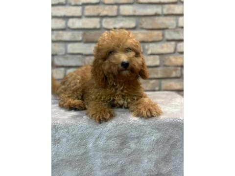 Toy poodle yavrumuz 5 aylık dişi