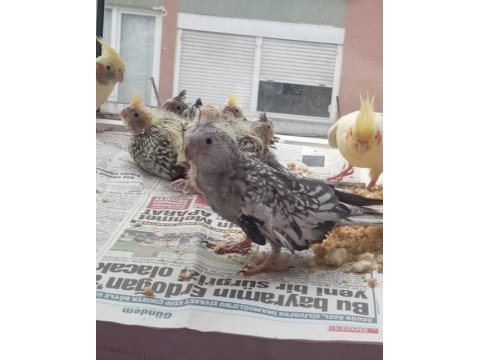 Ele alışık pied grey lutino sultanlar el besleme