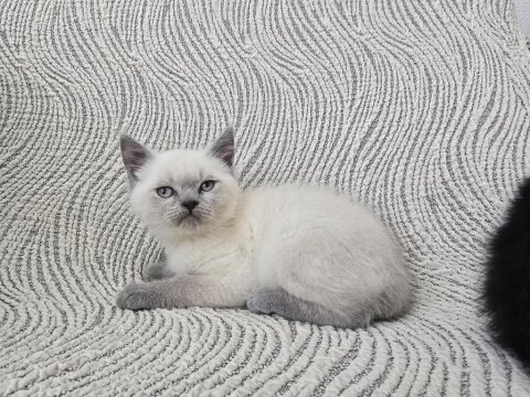 Blue point british shorthair erkek yavru