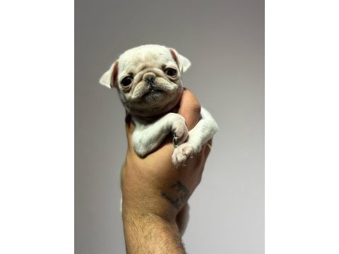 White pug mops yavru erkek