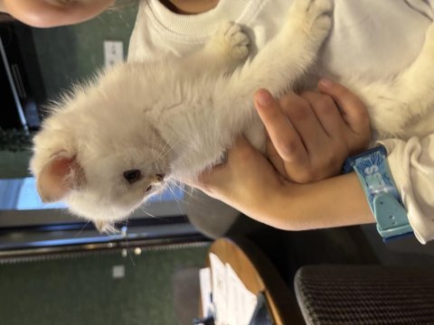 Safkan british shorthair bebişler