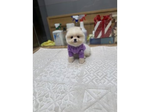 Tedy face pomeranian boo yavrularımız