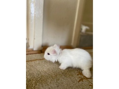 6 adet hollanda lop tavşan