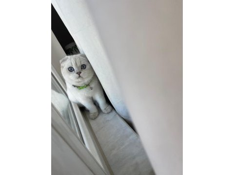 Eşsiz güzellikteki safkan scottish fold