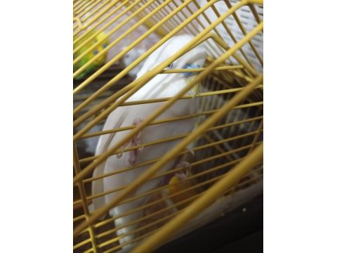 Dişi erkek muhabbet kuşu dişi olan albino