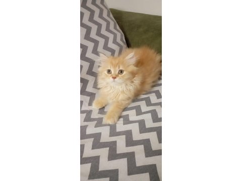 Longhair yavru kedimiz
