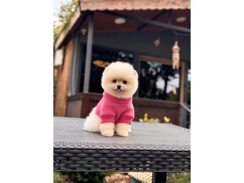 Sağlık ve ırk garantili pomeranian