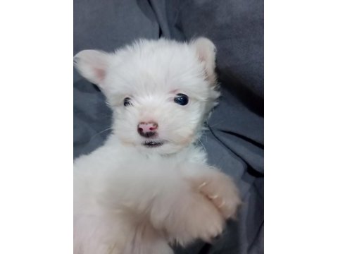 2 aylık erkek yavru maltese