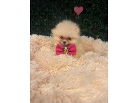 Sağlık ve ırk garantili pomeranian çocuklar