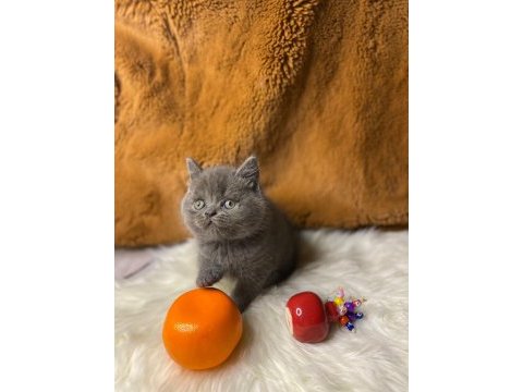 British shorthair yavru kediler