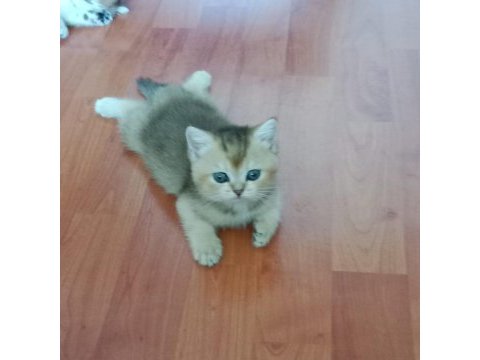 Safkan british shorthair yavruları
