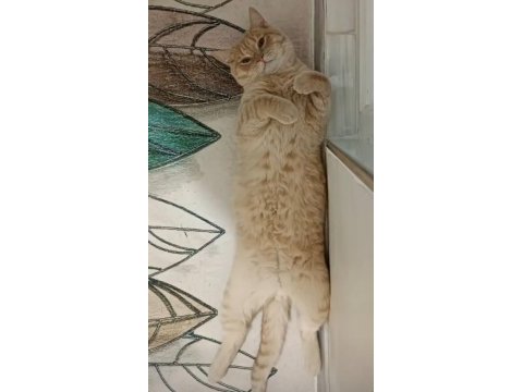 Safkan british shorthair erkek son iki yavru