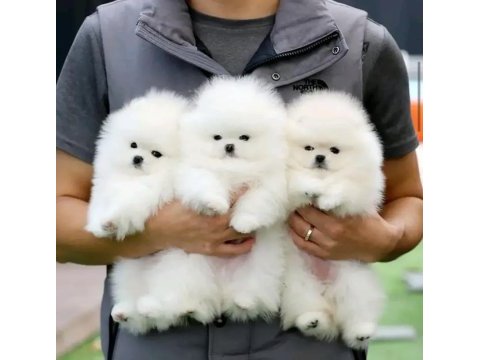 Luvpaw dan karbeyaz pomeranian boo yavrumuz prada