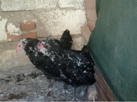 4#1 black modlet aracuanas mavici