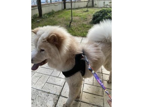 9 aylık uysal çin aslanı evcildir