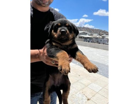 Rottweiler yavrularımız yeni yuvasını arıyor