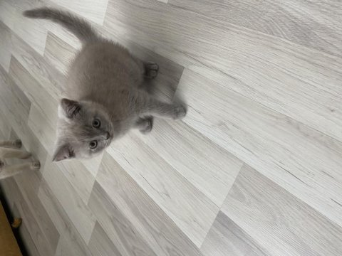 Adana içi elden teslim 45 günlük british shorthair