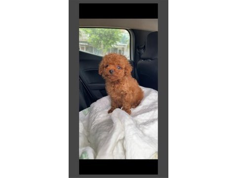 Toy poodle yavrularımız