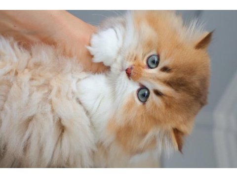 Ny2533 dişi british longhair