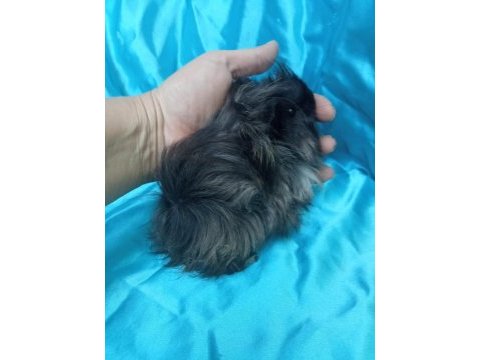 Yeni katılan ginepig yavrularımız