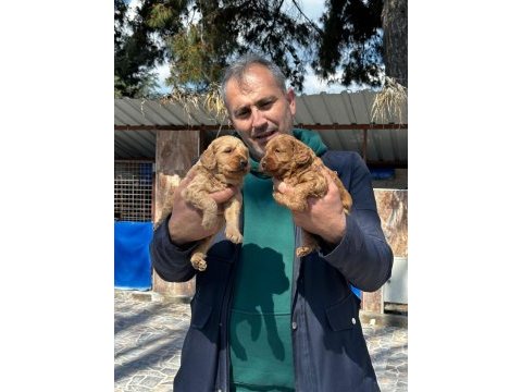 Maltipoo yavrularımız ırk garantilidir