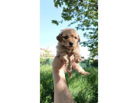 A kalite maltipoo yavruları